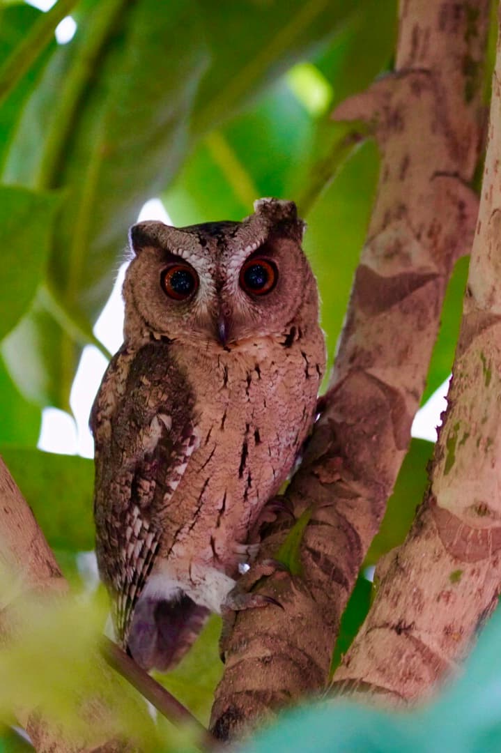 Owl in tree