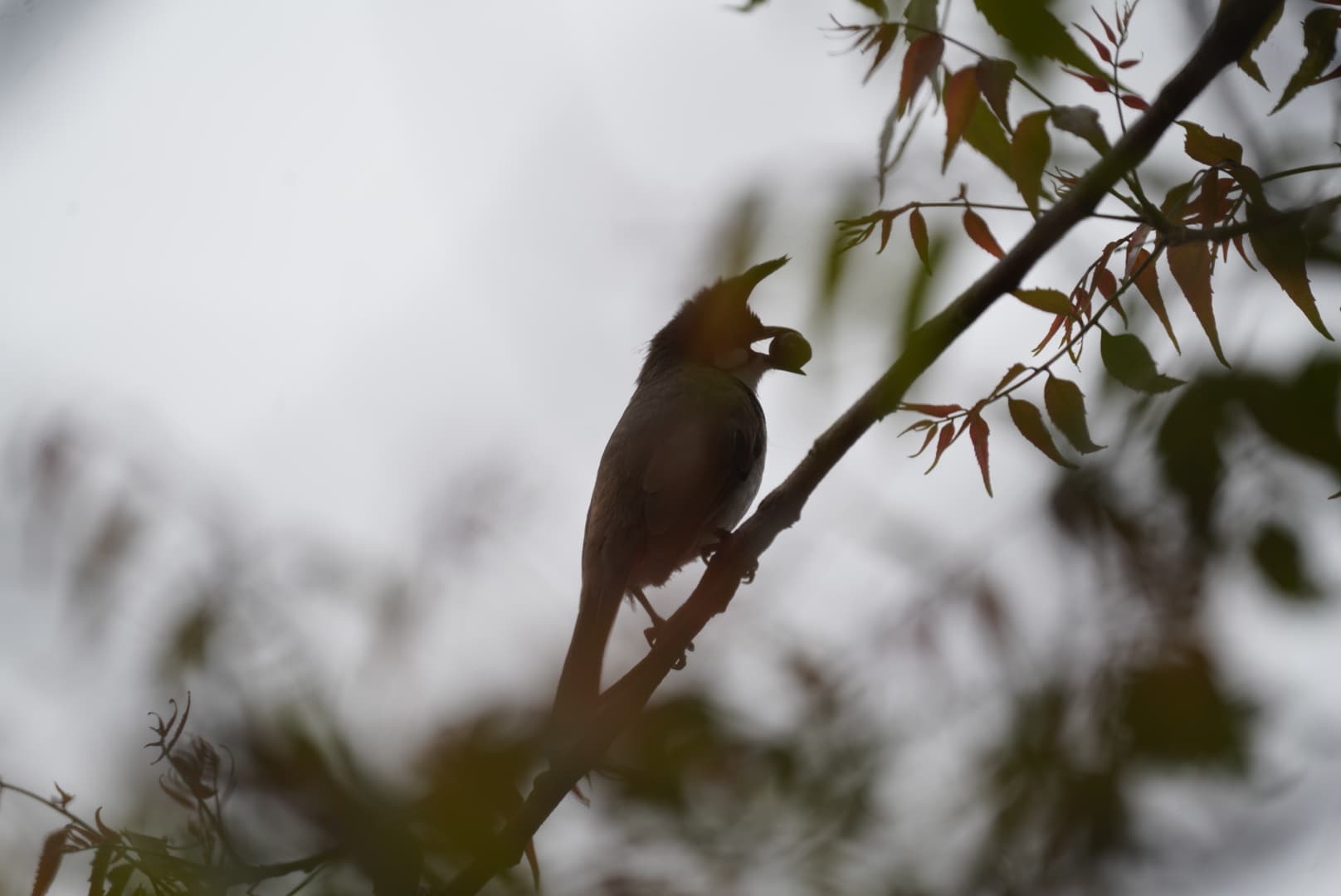 Bird silhouette on branch